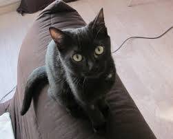 sanka - Mâle (12 ans)