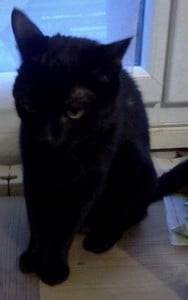 sanka - Mâle (12 ans)