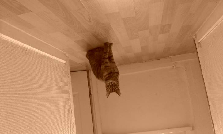 Lila -