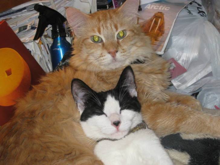 Ziggy and Katie -