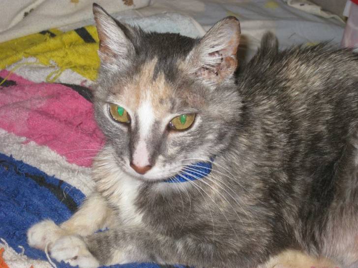 Clio -
