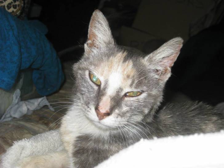 Clio -