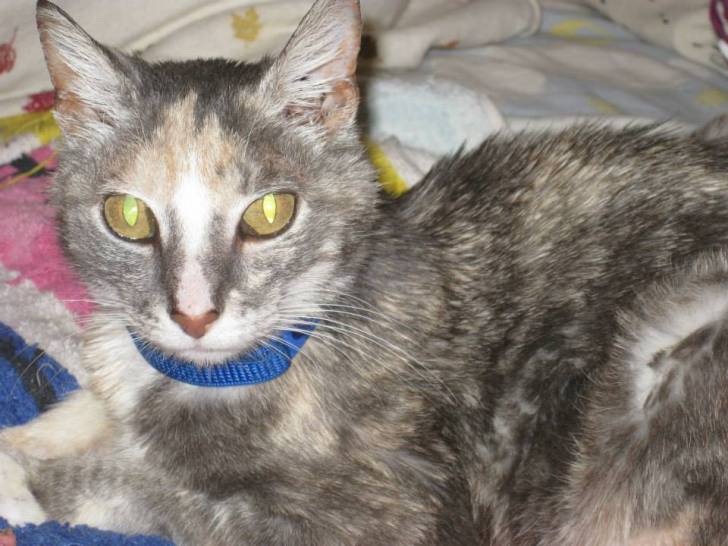 Clio -