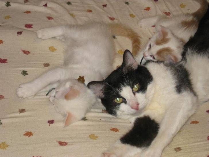Chip, Ollie, Nico - Mâle