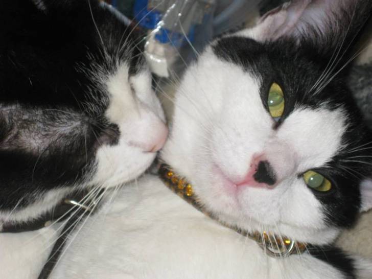 Chip and Katie -