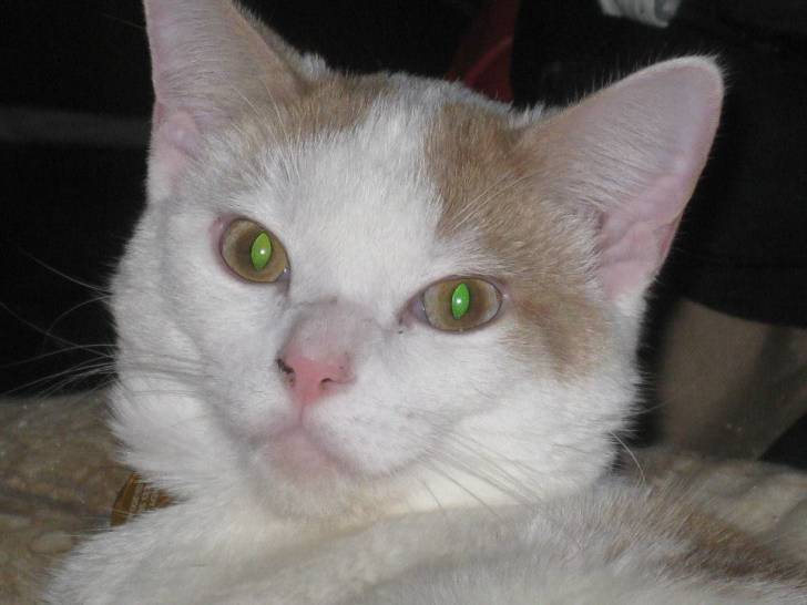 Ollie - Mâle