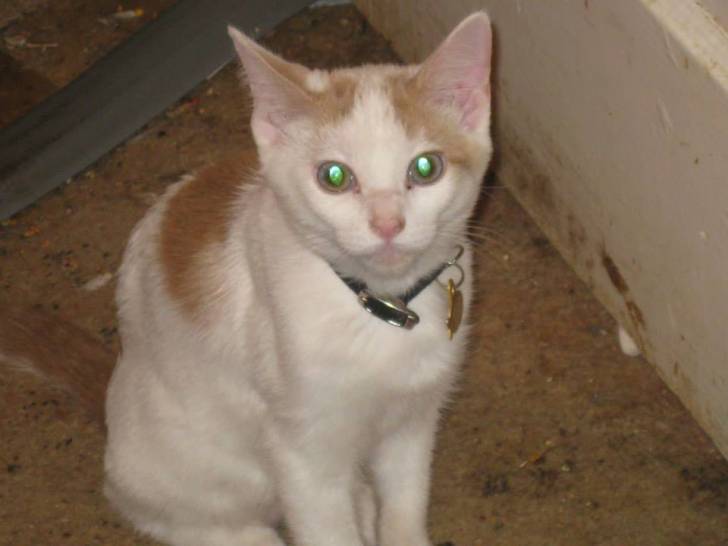 Ollie - Mâle