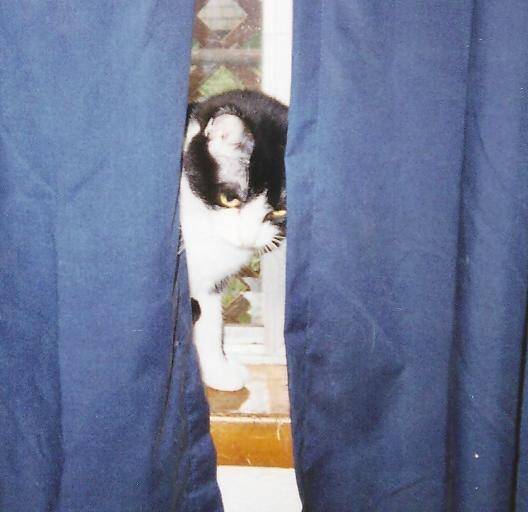 Bear -