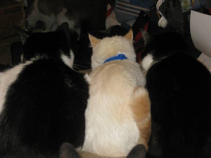 Marie, Nico, Bear -