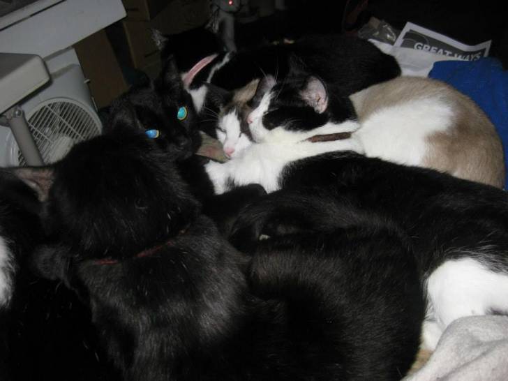 Skeeter, Grey Bear, Jake, Chip, Bear -