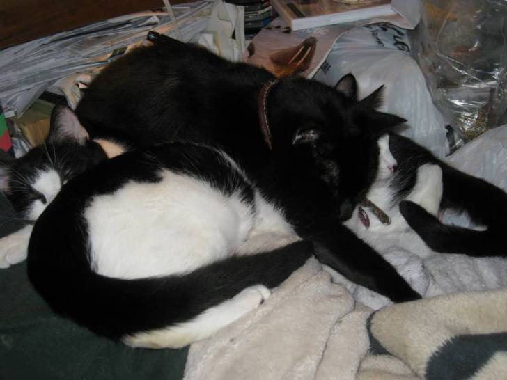 Grey Bear, Chip, Katie -