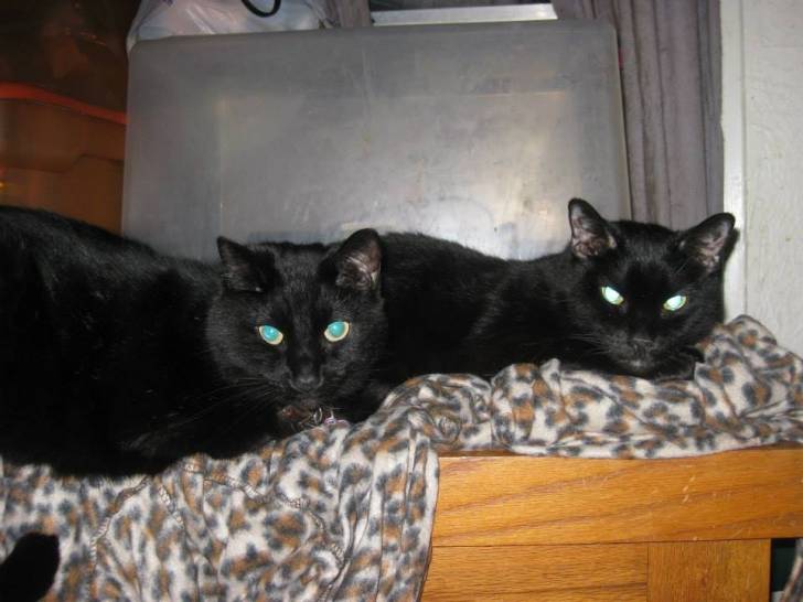 Grey Bear and Skeeter - Mâle