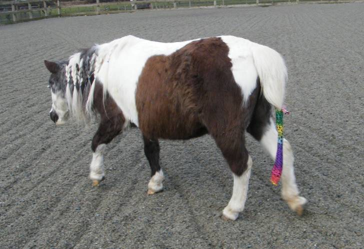 my pony hope - (24 ans)