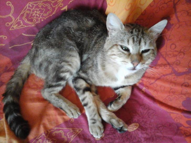 Tigrou - Mâle (4 ans)
