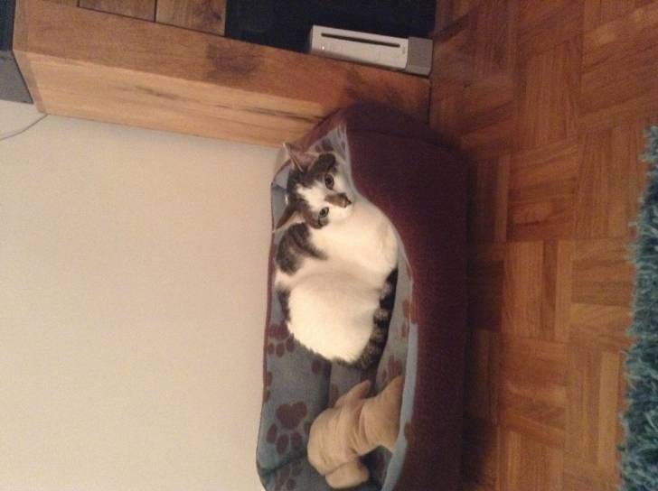 By cat, Bruce. - Mâle (9 ans)
