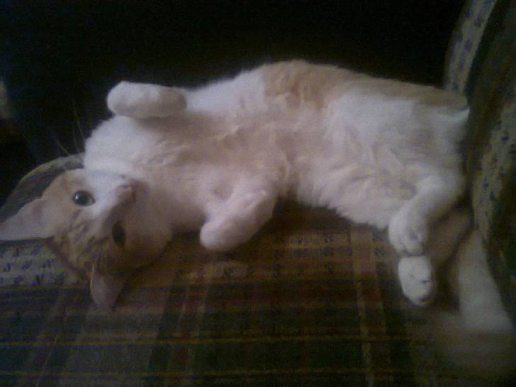 Fido - Mâle (5 ans)