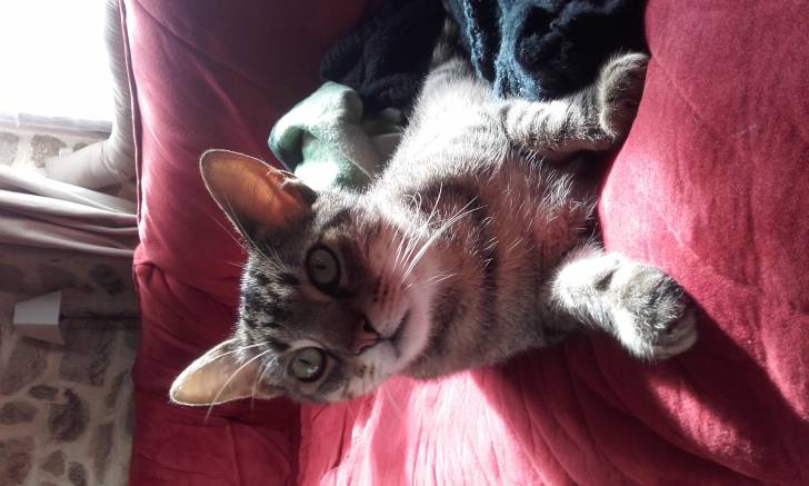 Joystick - Mâle (2 ans)