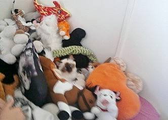 Ippy (Sacré de Birmanie) - Mâle (2 ans)