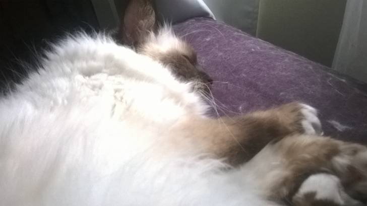 Ippy dodo (Sacré de Birmanie ) - Mâle (2 ans)