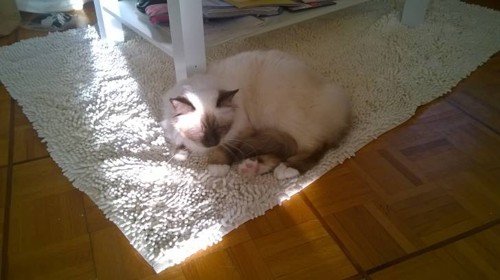 Ippy (Sacré de Birmanie) - Mâle (2 ans)