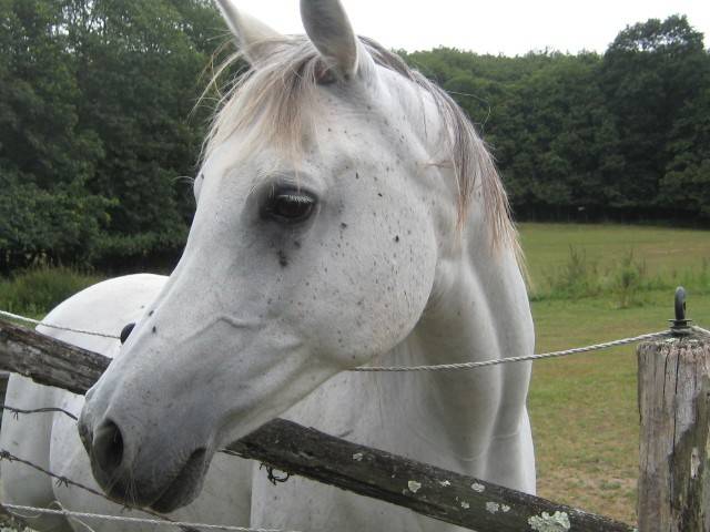 Lucky - Mâle (7 ans)