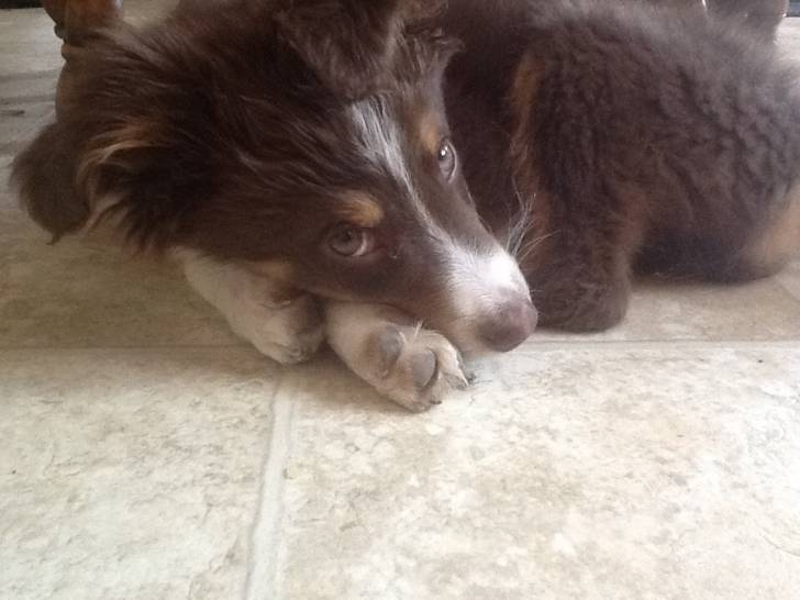 Skye - (3 mois)