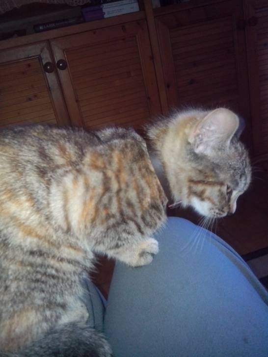 Muffin - (4 mois)