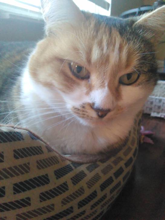 MissKitty - (5 ans)