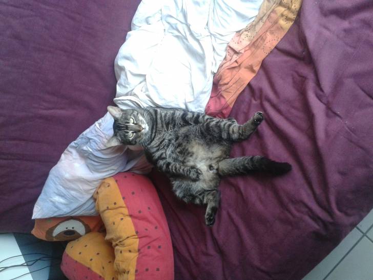 Pito - Mâle (2 ans)