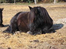 princesse - (1 an)