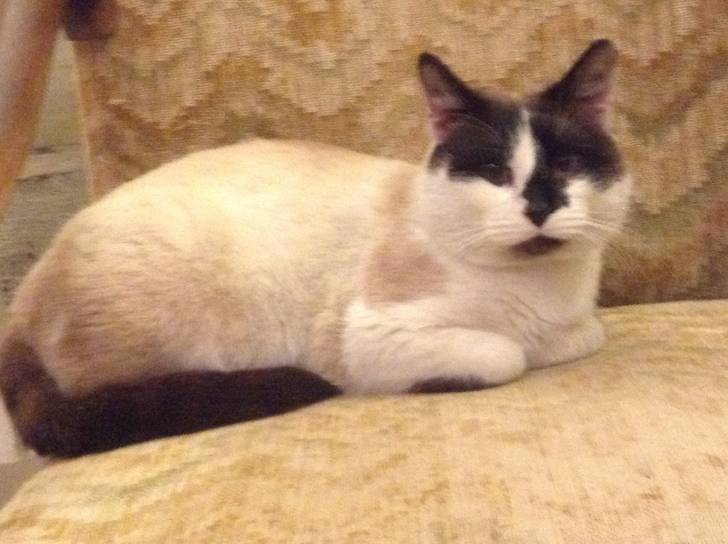 Mimi - Mâle (2 ans)
