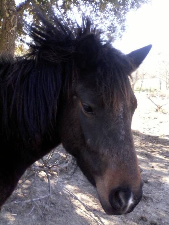 Uplae-Boom - (5 ans)