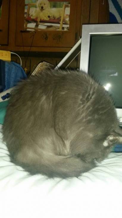 Manny Looks Like An Armadillo - Mâle (7 ans)