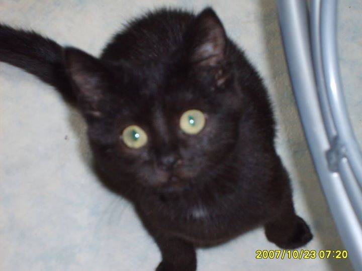 Chaton - (6 mois)