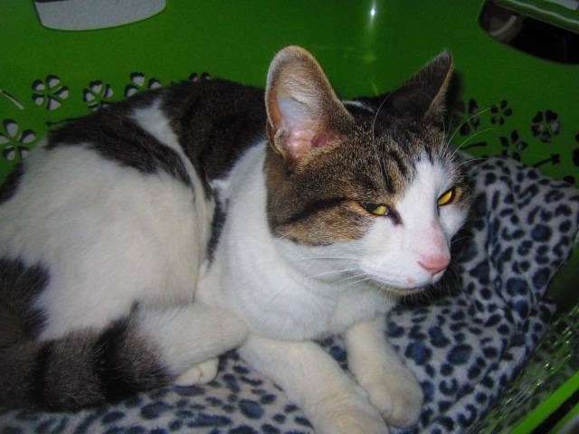 Mola - (3 ans)