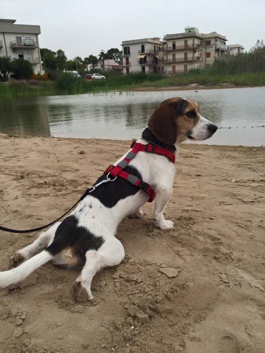 Dream - Mâle (3 ans)