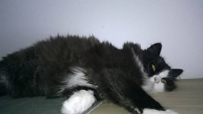 Süße - (2 ans)
