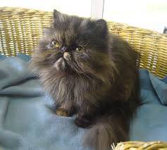 Fidji - (2 mois)
