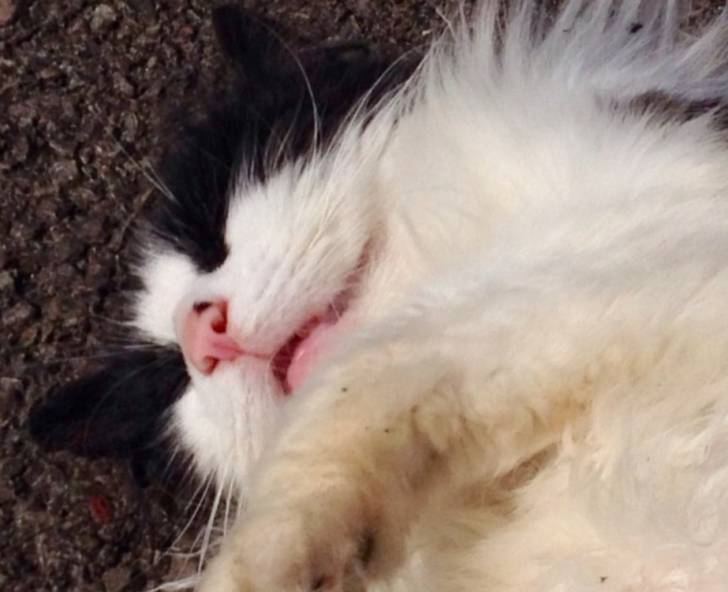 Casper - Mâle (5 ans)