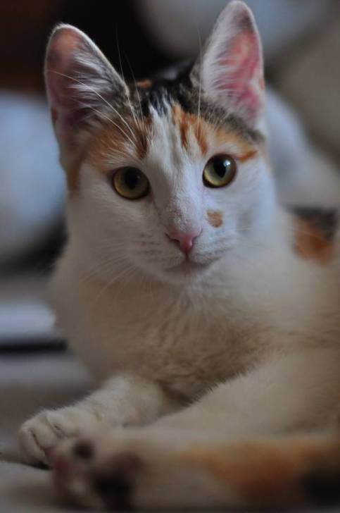 Pyxie - (10 mois)