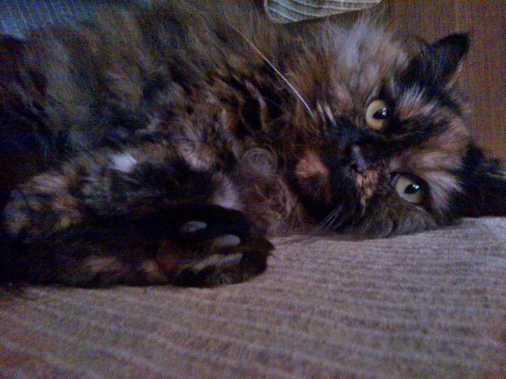 Maya - (4 ans)