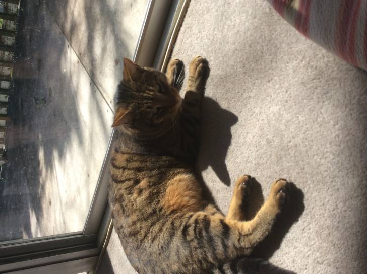 Stripy - (8 ans)
