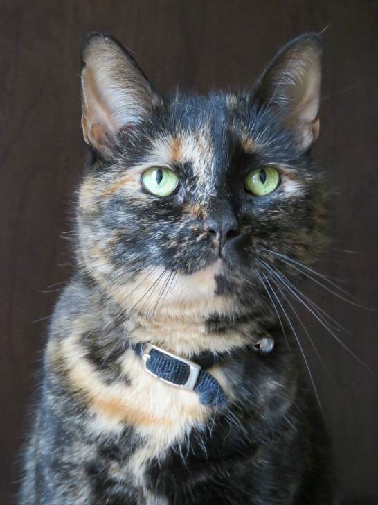 Chantrelle - (6 ans)