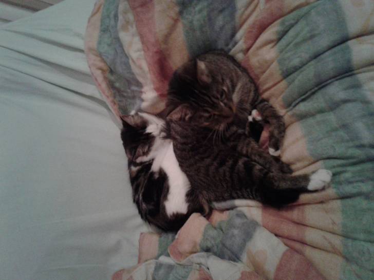 Arya et Mitaine -