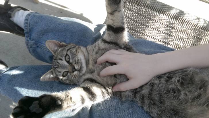 Lucy - (6 mois)