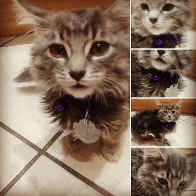 Duchess - (10 mois)