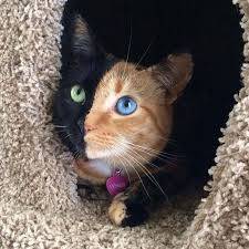 Marble - (2 ans)