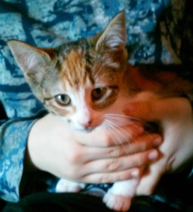 Gizmo - (3 mois)