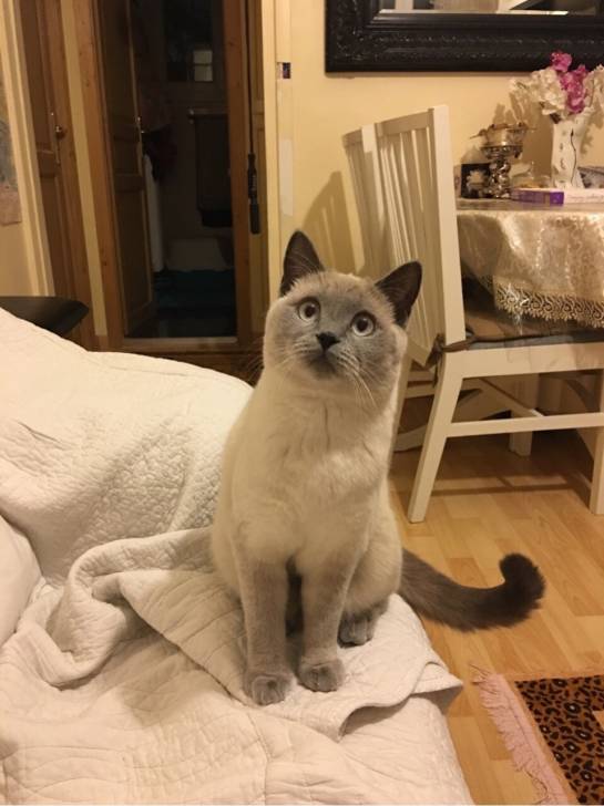 Luna - (1 an)