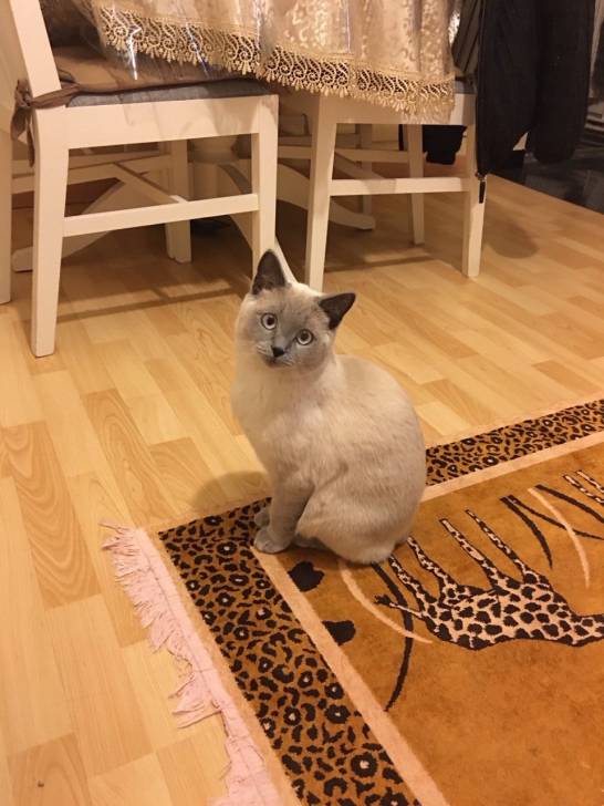 Luna - (1 an)